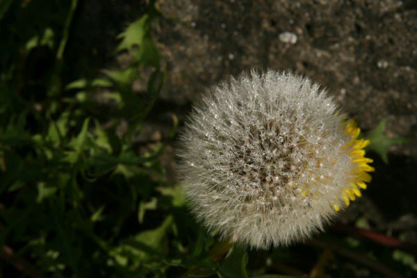 The image of the dandelion shows up frequently in Overdose Awareness Day marketing material. (Remi Jouan/Wikimedia Commons)