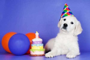 Sobriety-Date-2-Puppy-Wearing-Hat-Birthday-Cake-Balloons