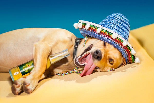 Hangovers will leave you feeling sick as a dog. You’re better off without them. (Javier Brosch/Shutterstock)