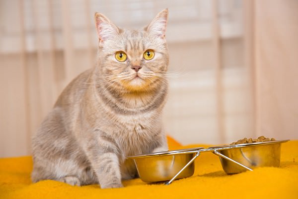 This cat wanted food, yet seems to be under the impression that its owner has done something wrong. Cats are the pure embodiment of selfishness. (Liukov/Shutterstock)