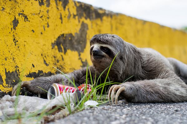 The irony is that it isn’t the sloth that’s lazy, but the people who won’t help it off the streets. Not to mention whoever littered that soda can. (Treviso Photography/Shutterstock)