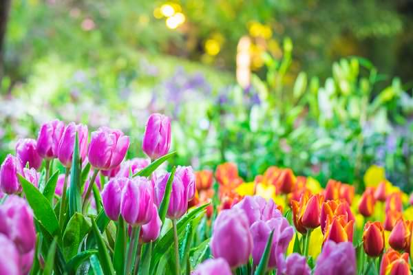 This is the season when new life begins to sprout. (odd-add/Shutterstock)