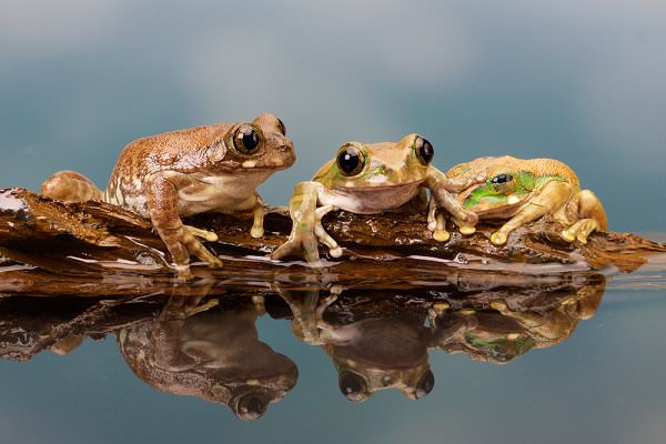 There are three frogs on a log. One makes the decision to jump. How many frogs are on the log? (Mark Bridger/Shutterstock)
