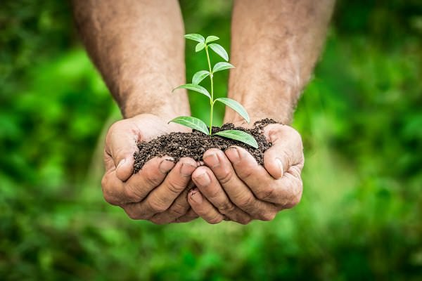 The rights of every AA member should be cultivated with every bit as much care as one might offer a budding plant. (Sunny studio/Shutterstock)