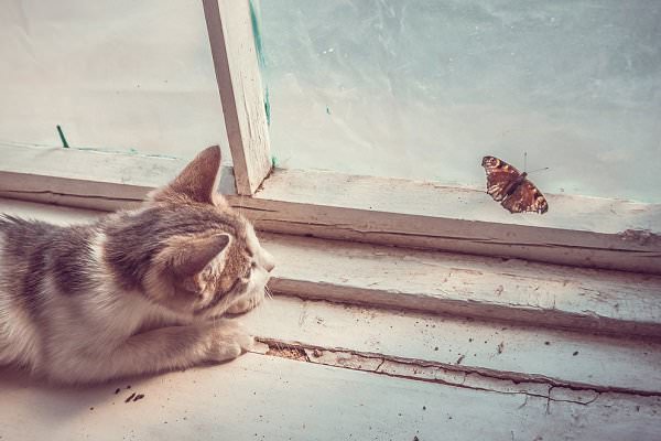 We are like the cat, and everyone hurt by our instincts is like the butterfly. Our addiction is the force that sends us crashing through the window every time we decide it’s okay to treat others as prey. (Maryna Konoplystska/Shutterstock)