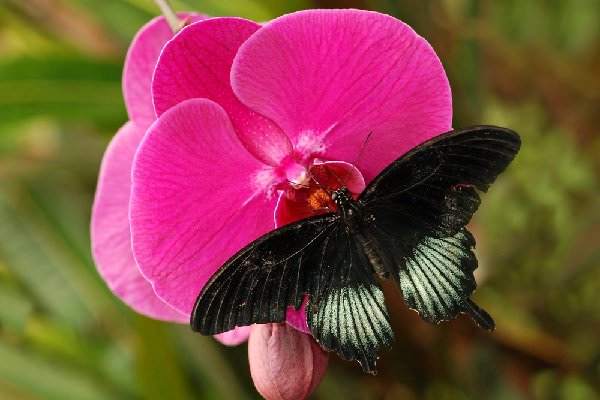 There is a reason we use a butterfly as our logo. (unverdorben jr/Shutterstock)