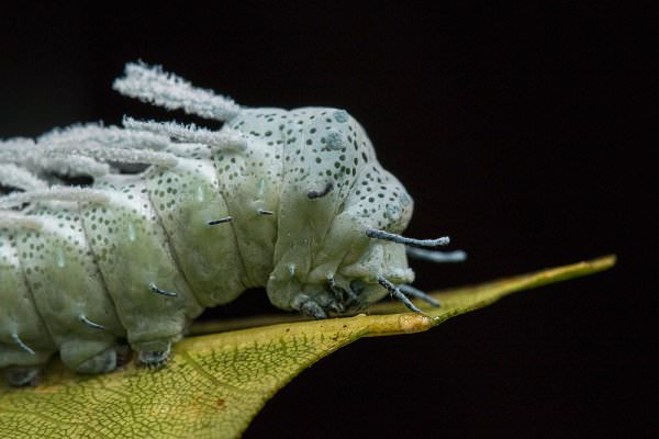 You will not see any sluggish caterpillars exiting our doors. (Alen thien/Shutterstock)