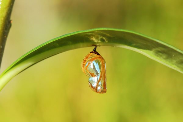 Even during our metamorphosis, these changes can be quite beautiful. (tcareob72/Shutterstock)