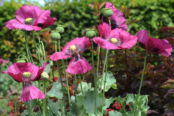 For all its beauty, the poppy has done quite a bit of harm over the centuries. (Peter Turner Photography/Shutterstock)