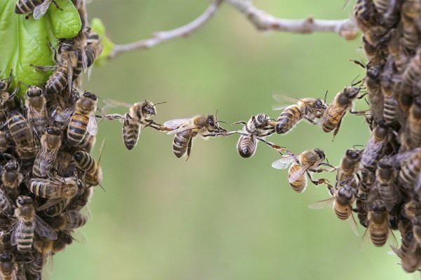 Bees cooperate for the sake of their own harmonious survival. We should endeavor to do the same. (Viesinsh/Shutterstock)