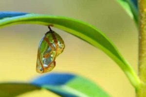 AA-Slogans-8-Butterfly-Cocoon-Hanging-Leaf