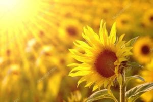 Clinton-Utah-Rehab-Recovery-sunflower