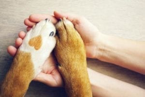 Puppy